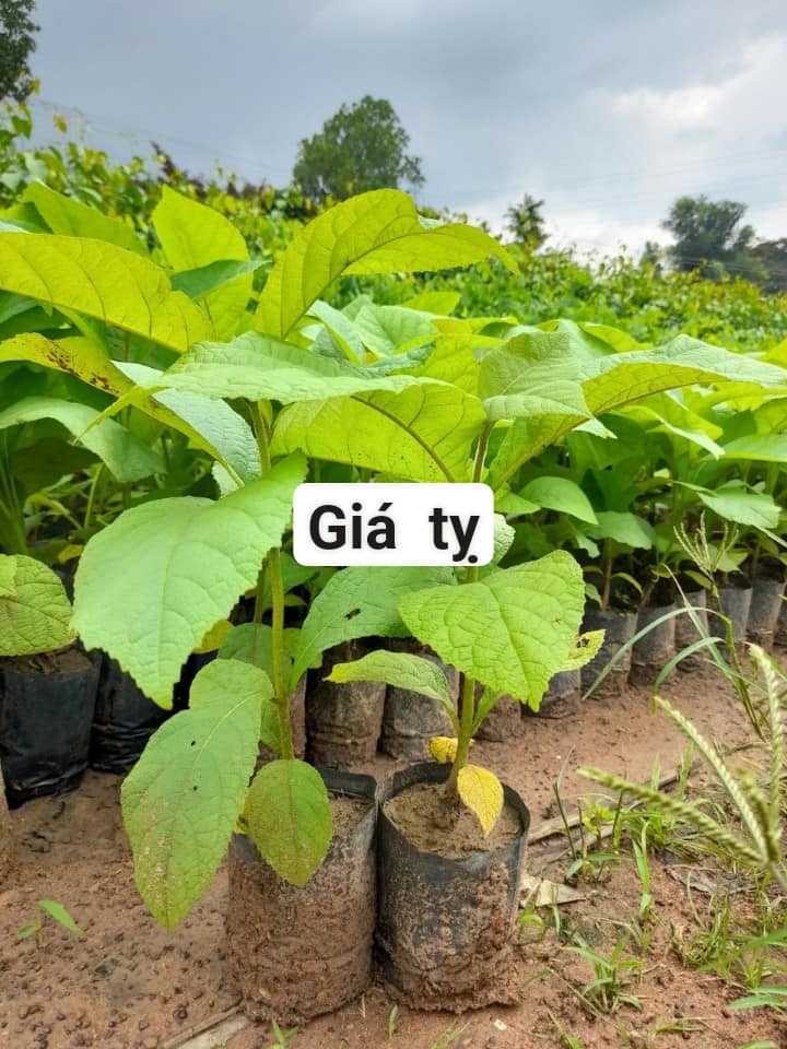500gram hạt tếch (giá tỵ) giống