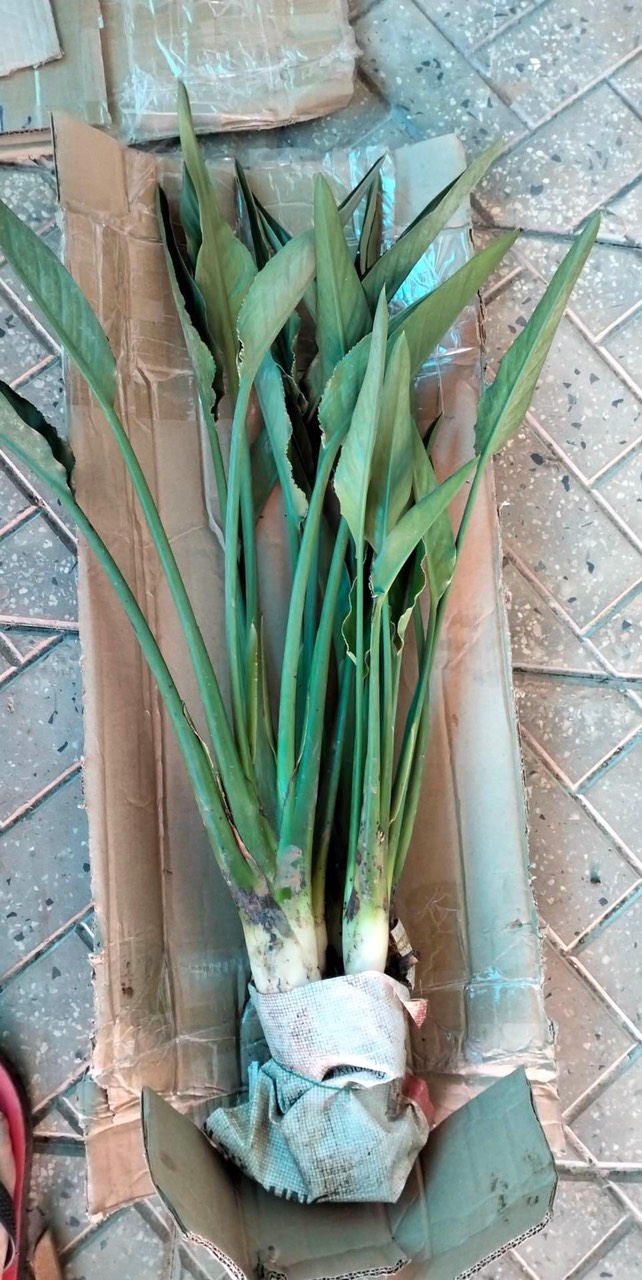 COMBO BẦU 2 CÂY HOA THIÊN ĐIỂU NHƯ HÌNH ( BÓ 2 CÂY TO)