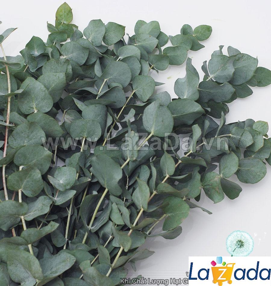50h Hạt Giống Cây Lá Bạc Silver Dollar (| -KD: B21*V72*M241)