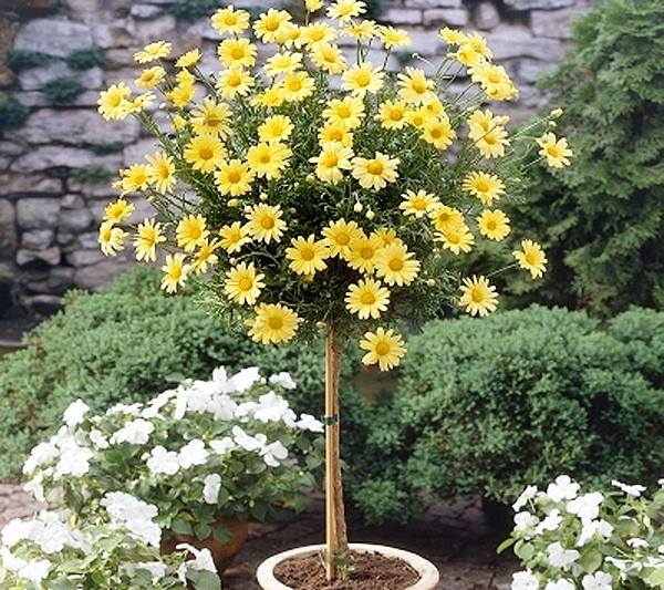 Chậu cây cúc thân gỗ loại KHÔNG HẠT, hàng hiếm, cây lâu năm dễ trồng