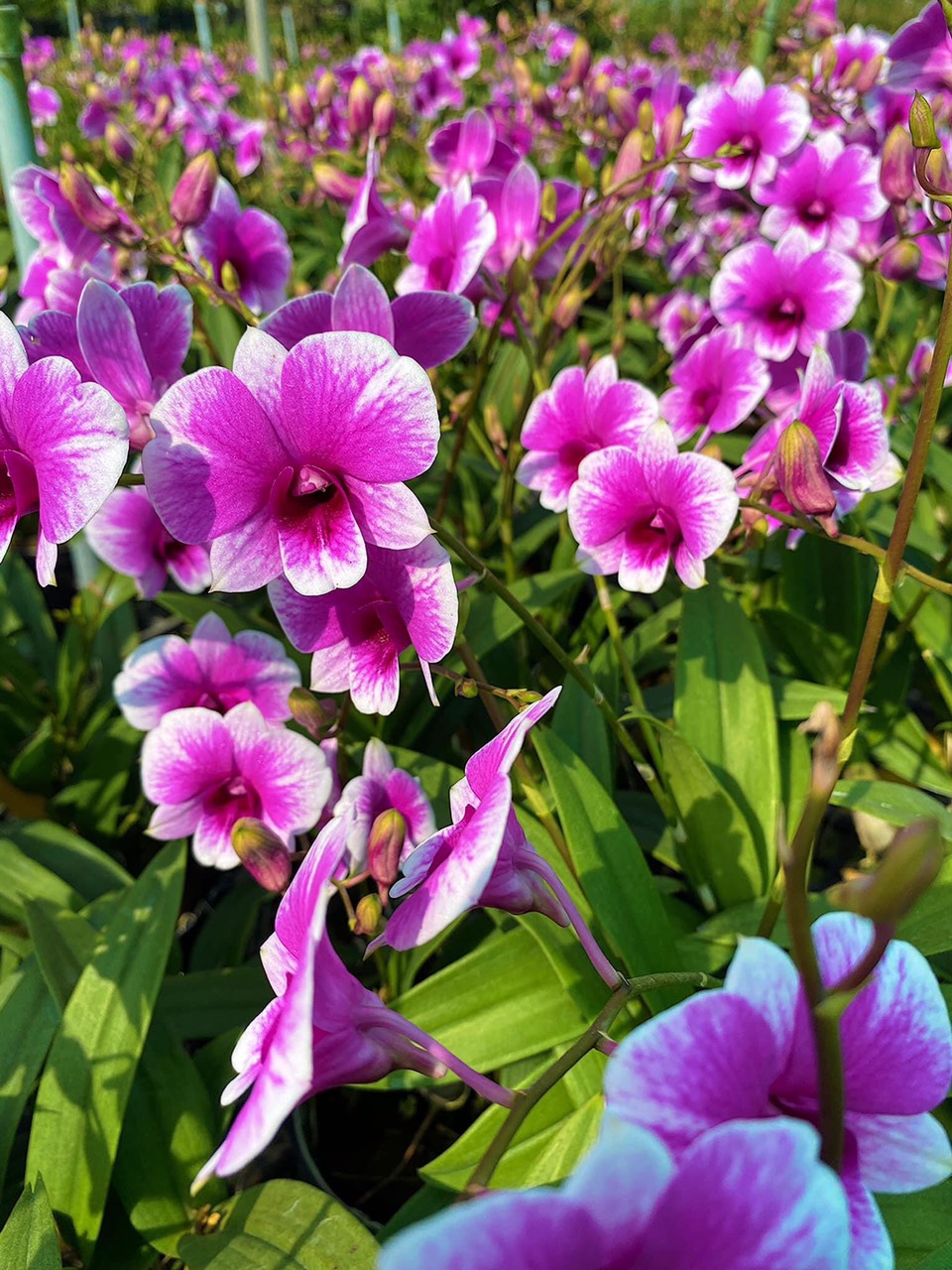 hoa lan yaya mini trưởng thành