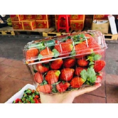 Hộp nhựa đựng trái cây Jadebox ( 0,5kg - 1kg )