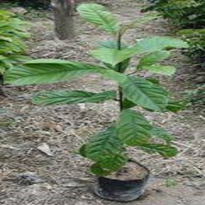 CÂY GIỐNG HẠT DỔI