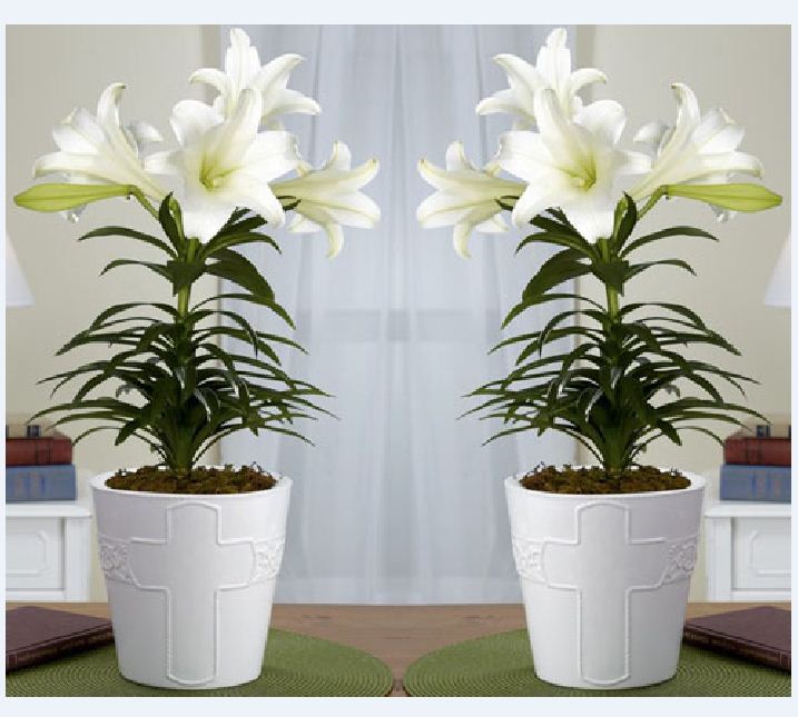 Bộ 3 củ giống hoa ly hoa màu trắng