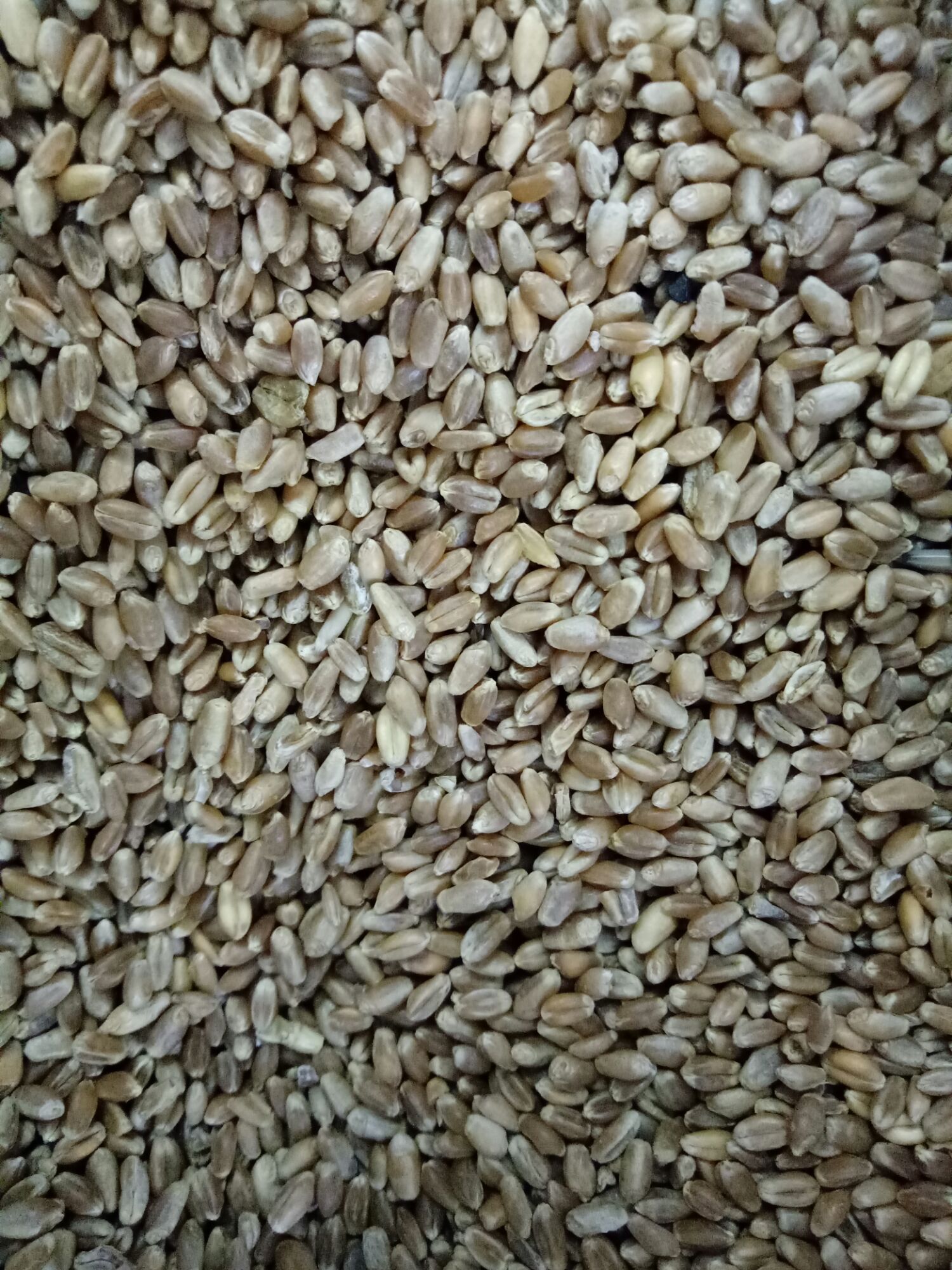 1KG HẠT LÚA MÌ LÀM MẦM CÂY CHO CHIM,VẸT VÀ YẾN PHỤNG