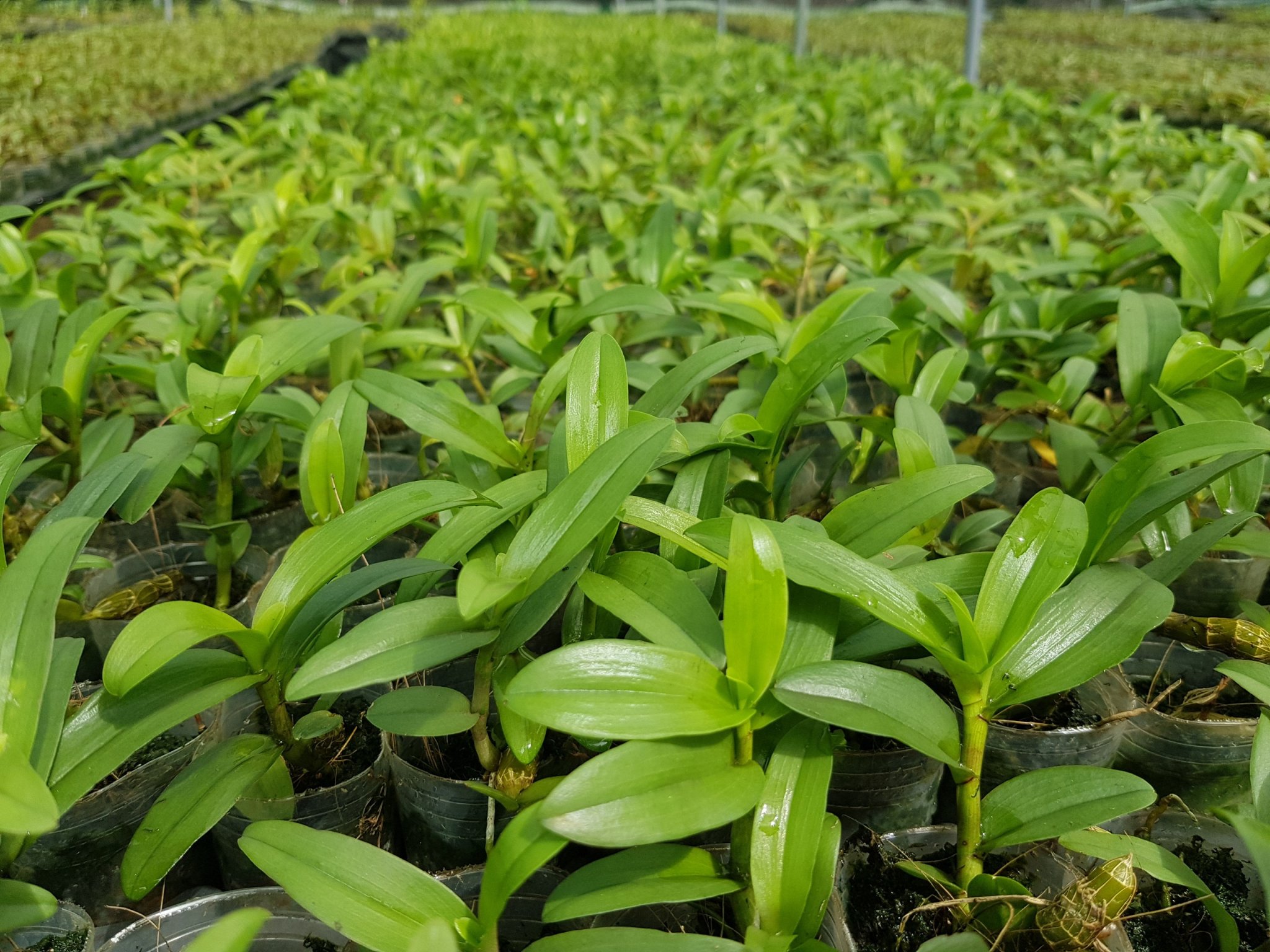 [Siêu Sale] phi điệp ám phú thọ