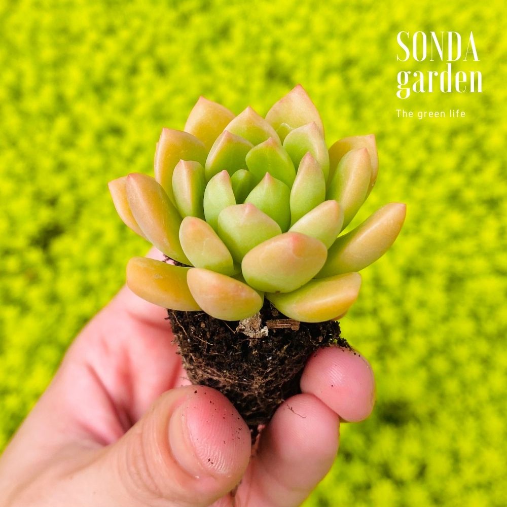SEN ĐÁ MẶT TRỜI SIZE MINI KHOẺ ĐẸP LỖI 1 ĐỔI 1