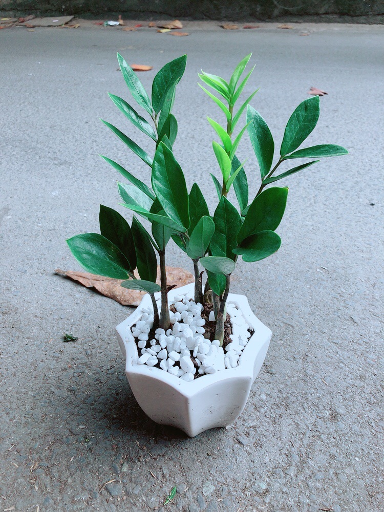 [HCM]Chậu Cây Kim Tiền Thái