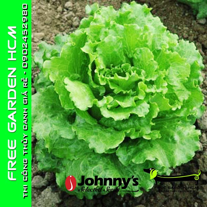 COMBO 100 HẠT GIỐNG XÀ LÁCH BỌC MEN NEVADA – Johnny’s Seed – Mỹ