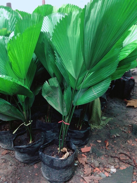 Cây Cọ Nhật (kẹ nhật)