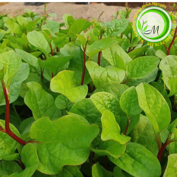 Hạt giống rau mồng tơi tím thái lan -gói1 gram(tặng kèm phân bón)