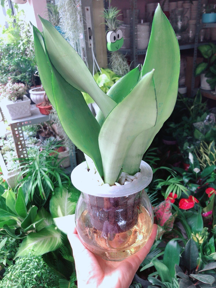 [HCM]Chậu Lưỡi Hổ Bạc Thuỷ Canh