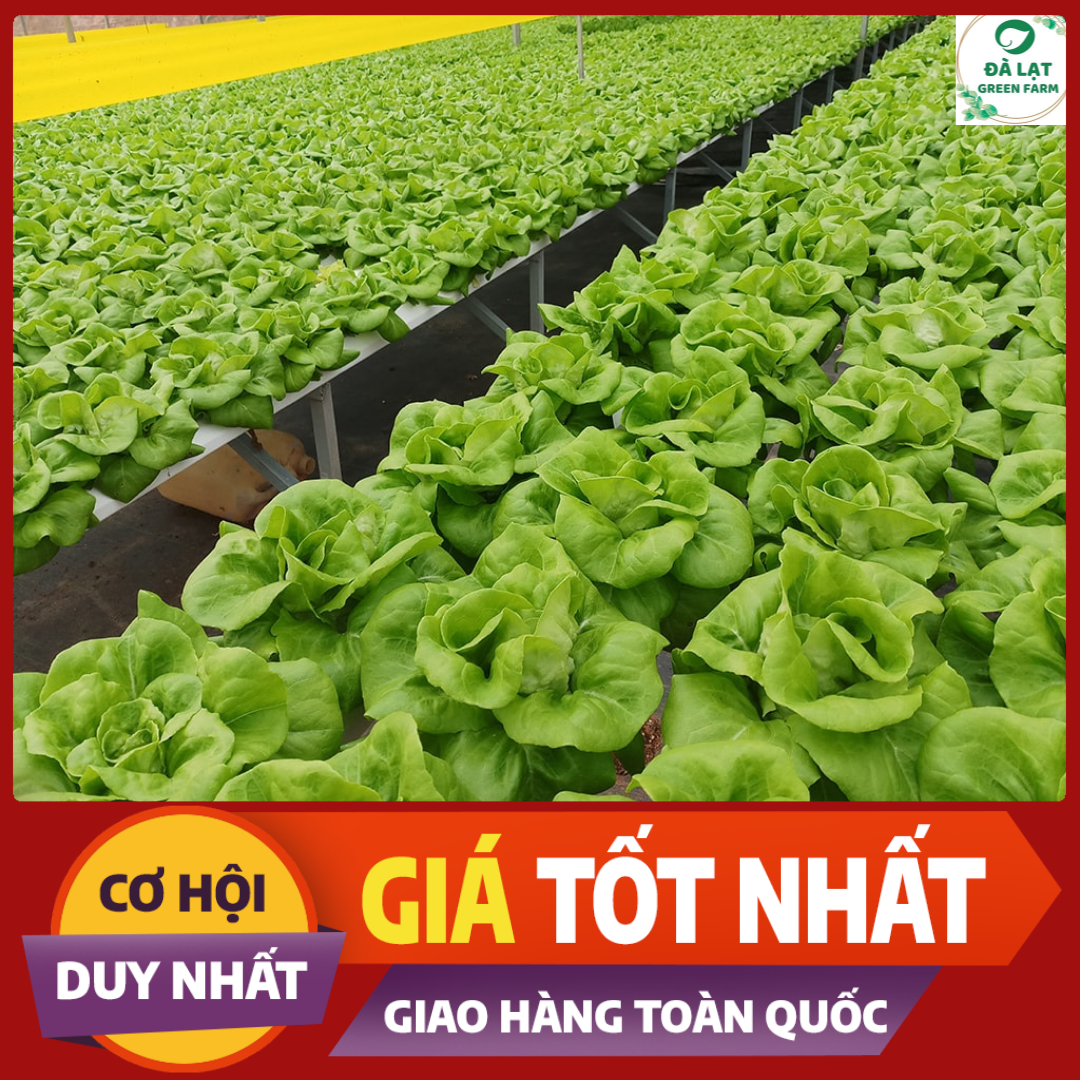 2GR - HẠT GIỐNG XÀ LÁCH BÚP MỠ (ĐĂM)