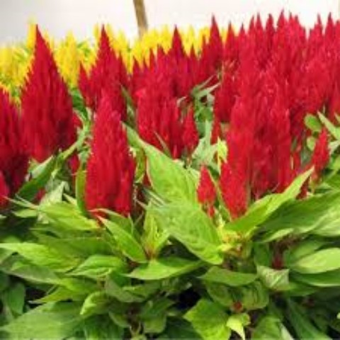 Túi 100 Hạt Giống Hoa Mào Gà Búa Lửa F1. Loại Dễ Trồng - Giá Khuyến Mại.