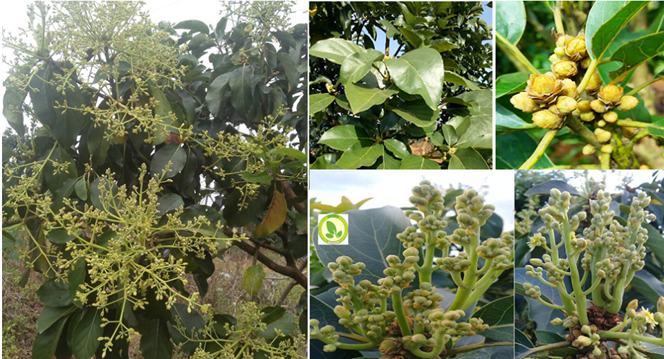 Siêu lân 86 Tạo mầm hoa - Lân tinh chất