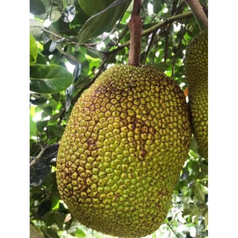 Cây mít nghệ
