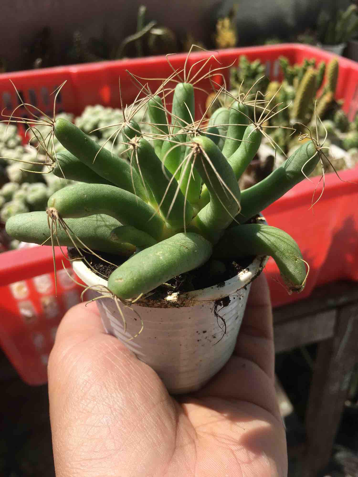 Xương Rồng Chuối