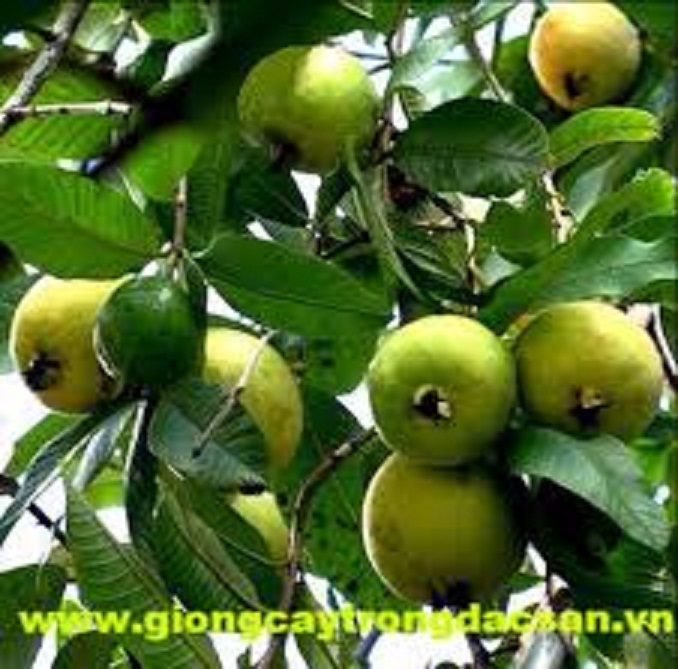 Ổi tứ quý