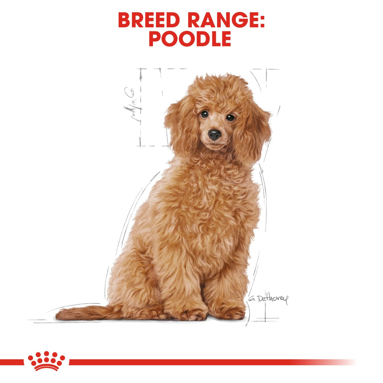 Hạt Cho Chó Poodle Trưởng Thành Royal Canin Poodle Adult