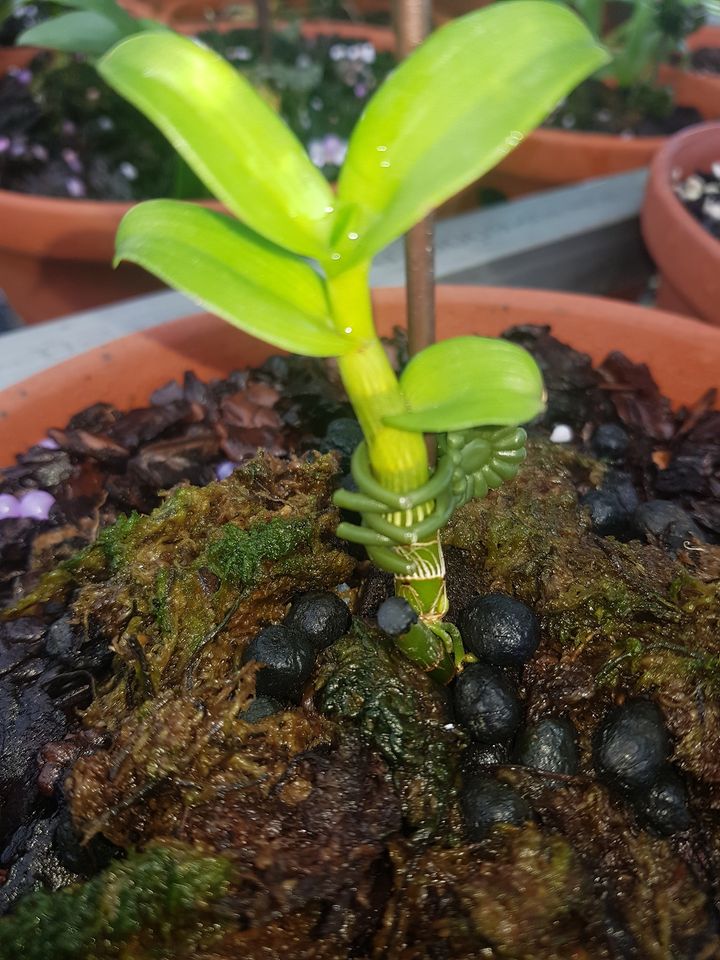 Phi điệp đột biến 5 CT LÂM XUNG