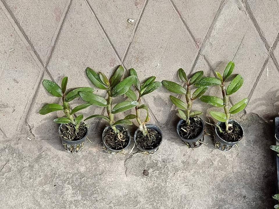 Phi điệp lộc bắc