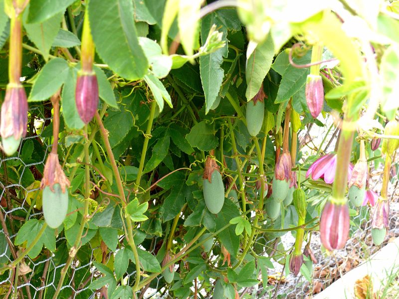 Hạt giống Chanh leo chuối - Gói 3 hạt