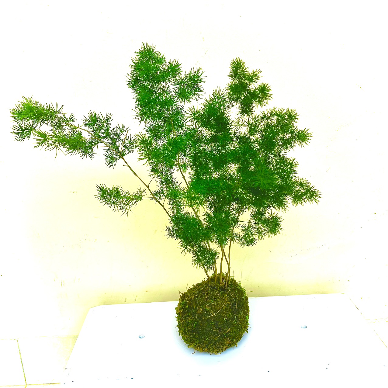 Cây tùng nho tiểu cảnh (ảnh thật