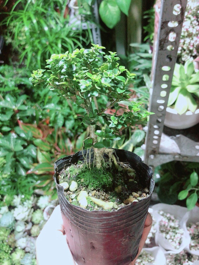 [HCM]Cây Sam Hương (cao 12cm ngang 7cm)