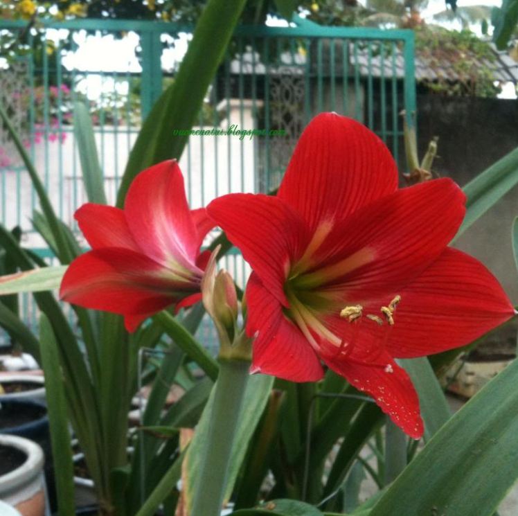 Củ hoa lan huệ tây màu đỏ nhung-1 củ-củ ngậm nụ sắn ,nhanh ra hoa