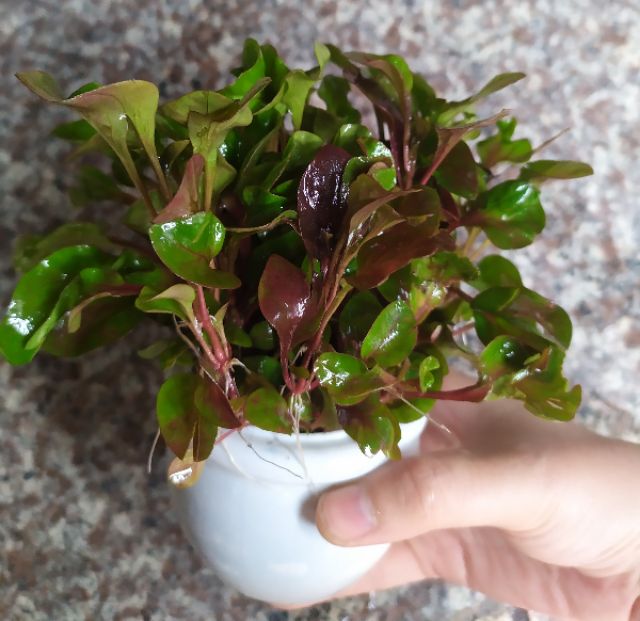Cây thủy sinh HỒNG BA TIÊU.