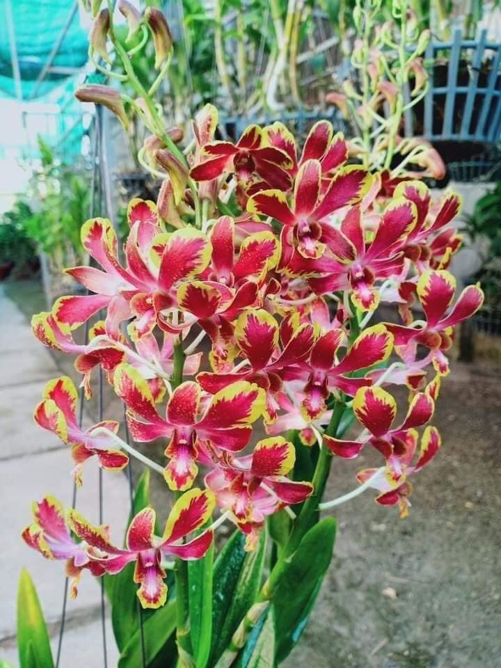 Denro chớp bịp