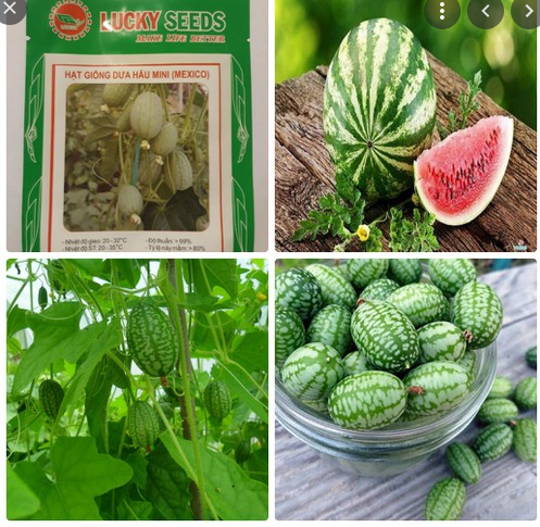 Hạt Giống Dưa Hấu Tí Hon Gói 20 Hạt