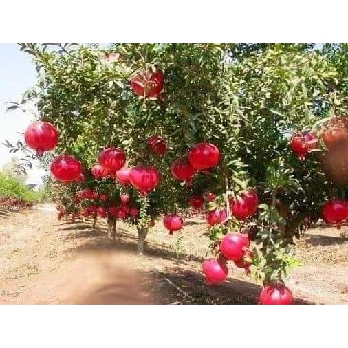 Cây giống lựu đỏ ấn độ cho trái siêu sớm (có thể trồng chậu)