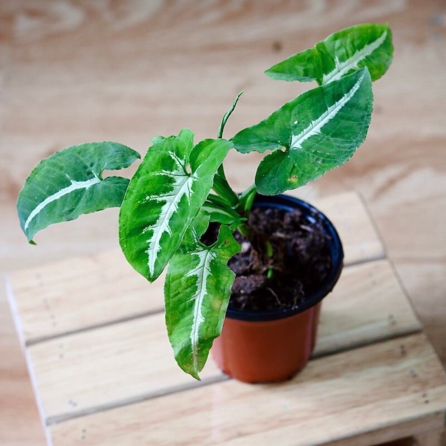 Chậu cây Syngonium wendlandii , trồng thuỷ sinh được.
