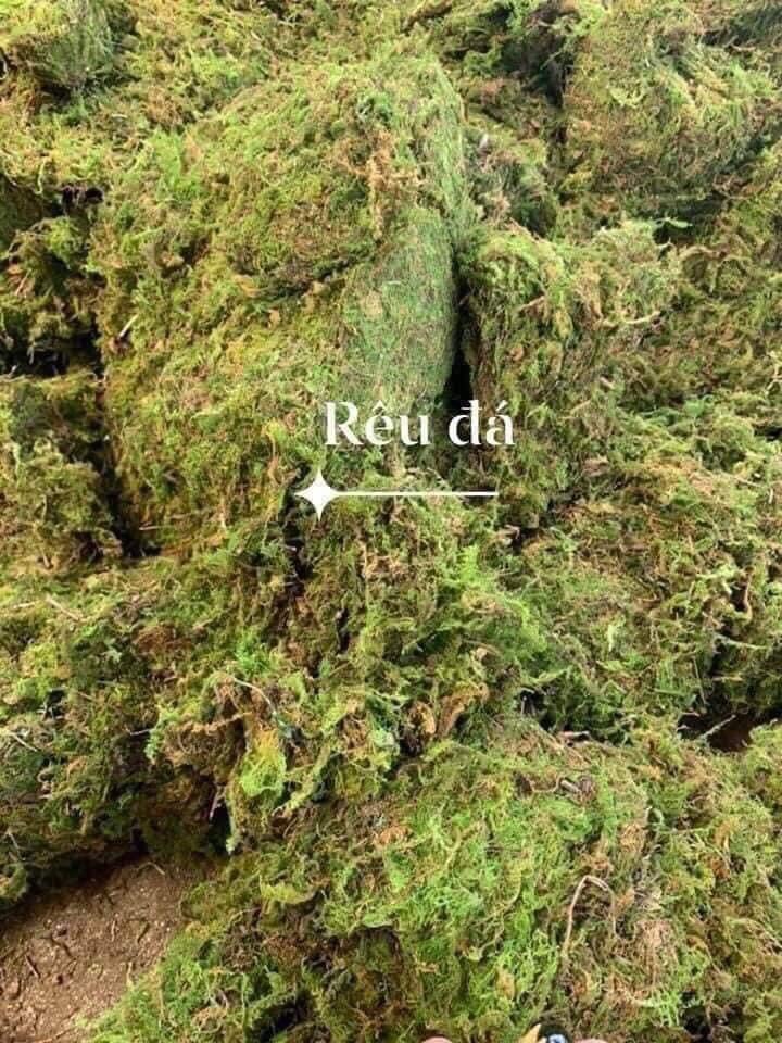 Rêu rừng- chất trồng số 1 cho cây con