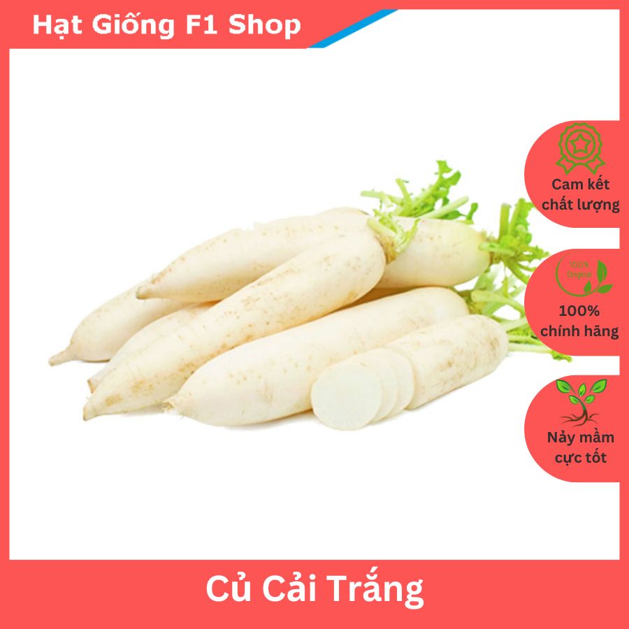 Hạt Giống Củ Cải Trắng Củ Lớn
