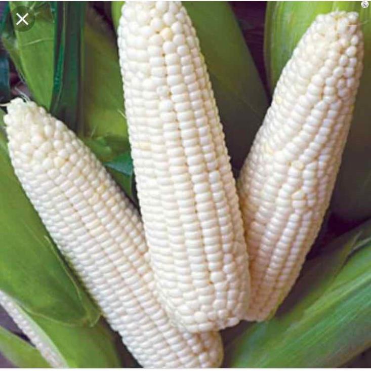 HẠT BẮP NẾP TRẮNG DẺO - GÓI 100 GRAM
