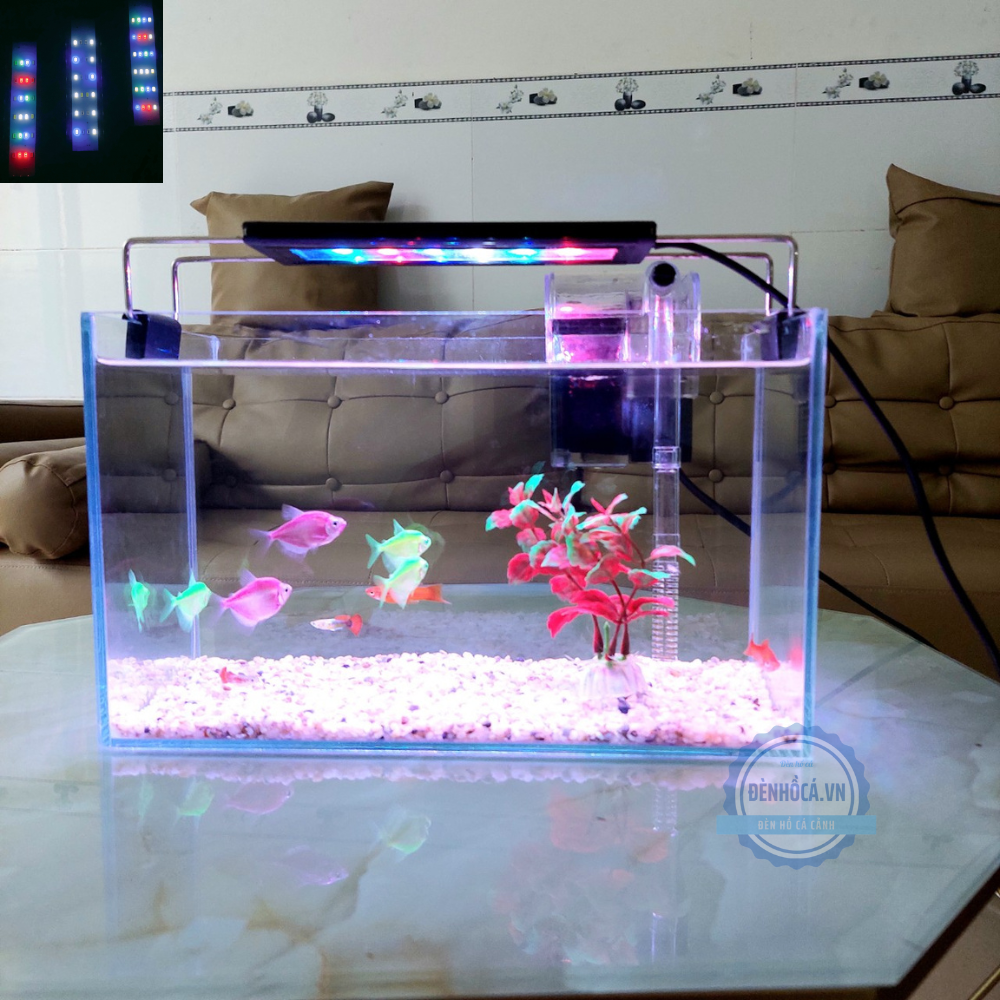 Bể cá mini 30cm COMBO đầy đủ phụ kiện