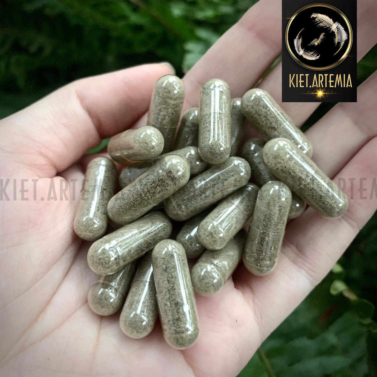 Artemia Nước Ngọt - Tỉ Lệ Nở Cao