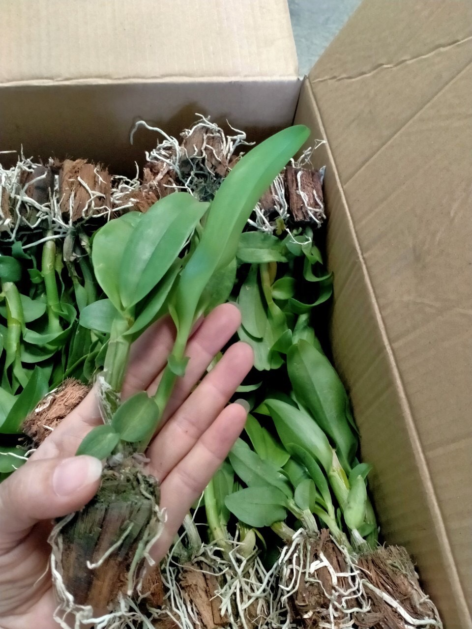 3 cánh hồng 3 cánh xanh -cây giống cao 7-12cm