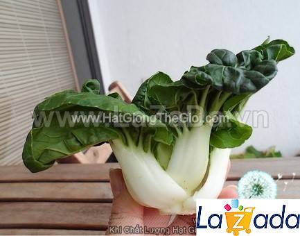 50h Hạt Giống Cải Thìa Trắng Baby 5cm (A1.206| C20*X41*M229)