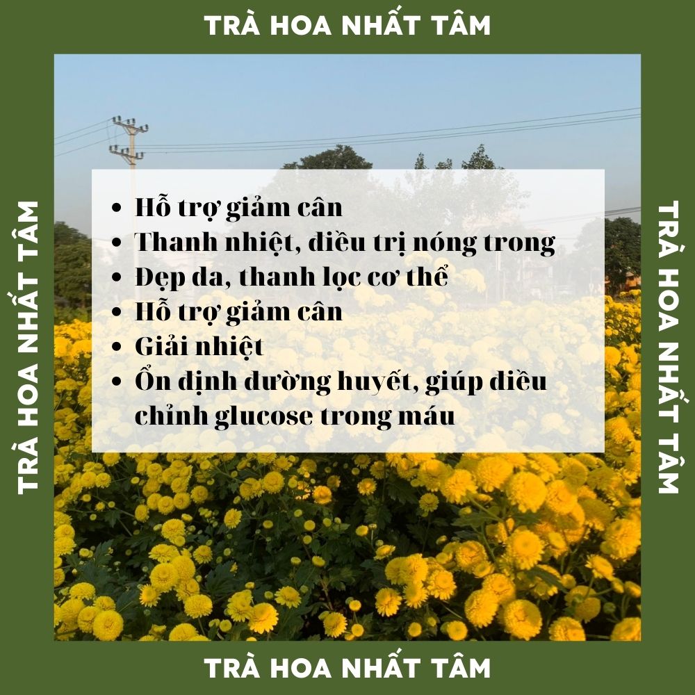 Trà Cúc Chi Sấy Lạnh Tự Nhiên 100g