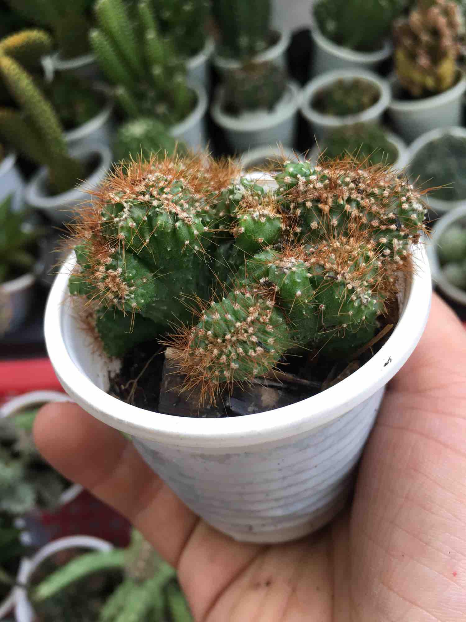 Xương Rồng Óc Khỉ