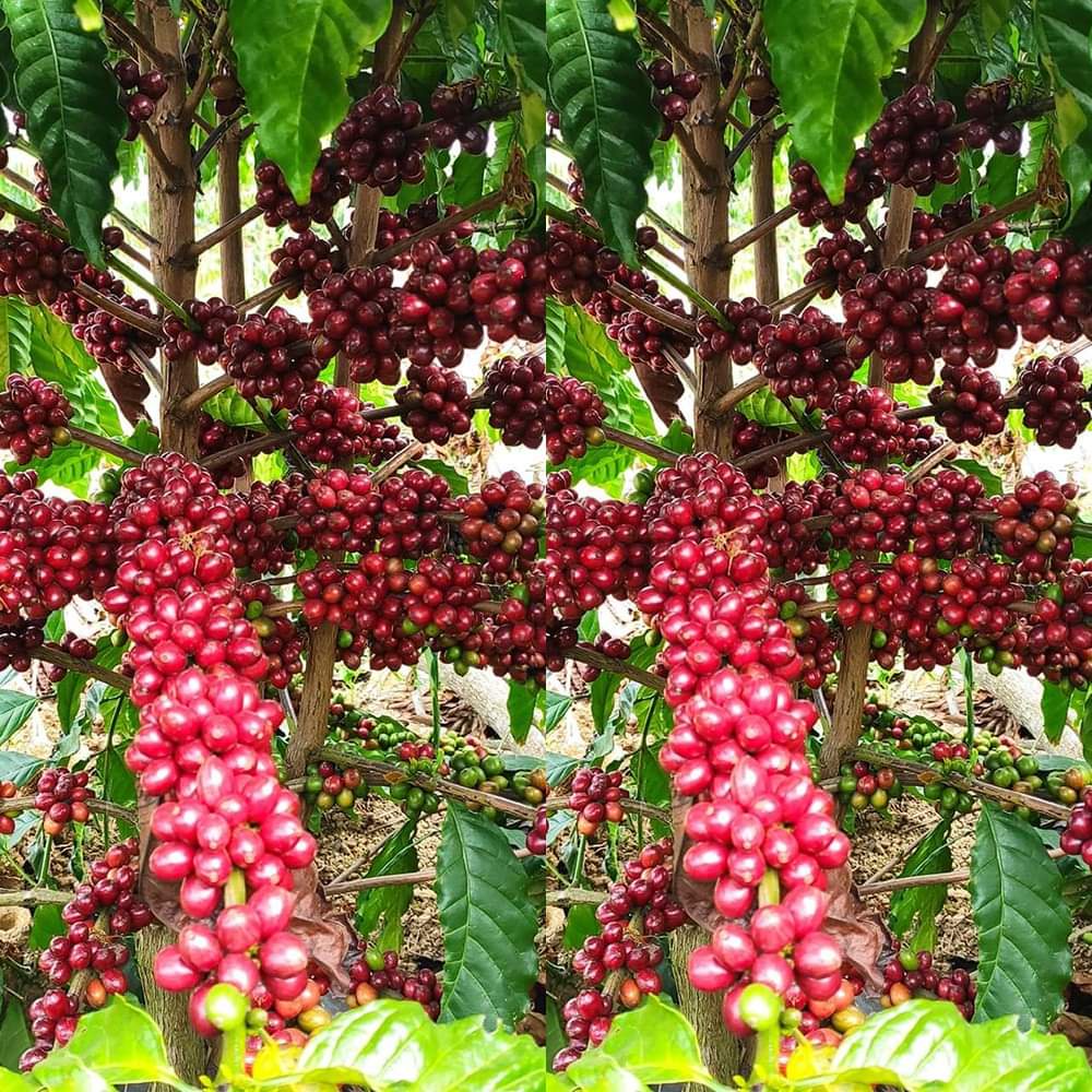 Cây cà phê arabica giống