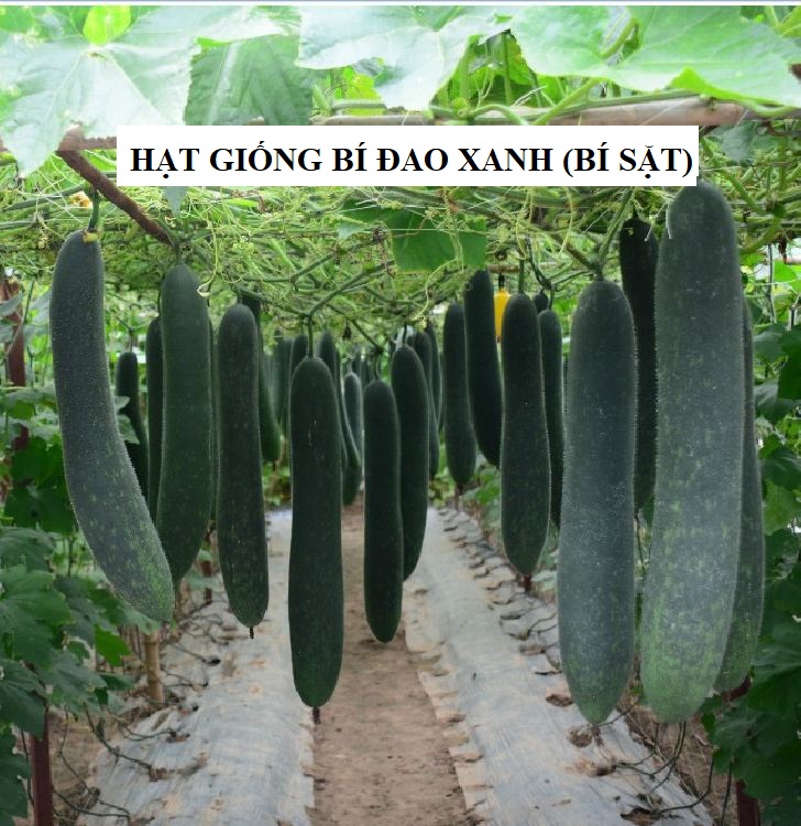 Hạt giống bí xanh dài ( bí sặt ) 1 gói 30 hạt