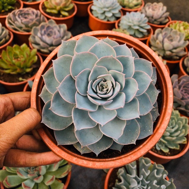 Sen đá hồng phấn (chậu đại 15cm)