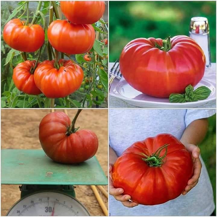 Combo 4 gói cà chua các loại - ( cà chua khổng lồ - cà chua trái tim - bi dây đỏ và vàng )