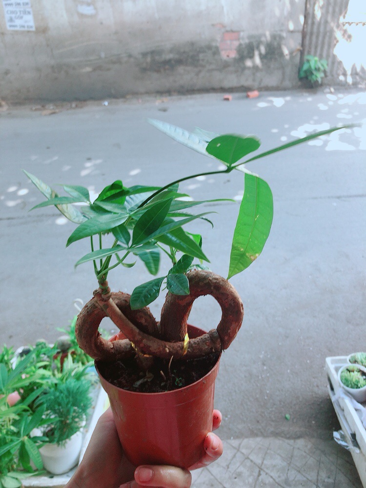 Chậu kim ngân nơ