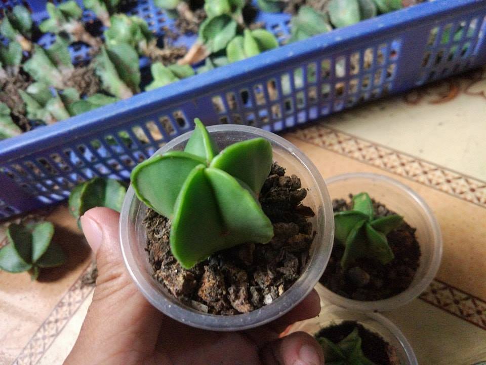 Hạt Giống Xương Rồng Astro ( 20 hạt gói )