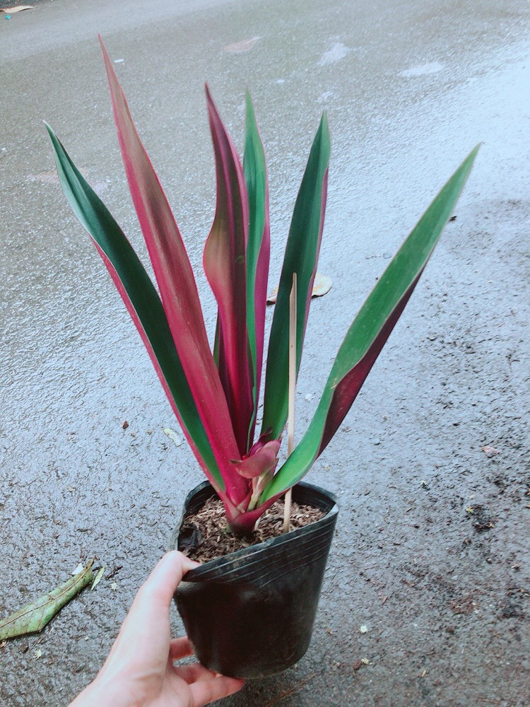 Cây Sò Huyết Cây Lẻ Bạn